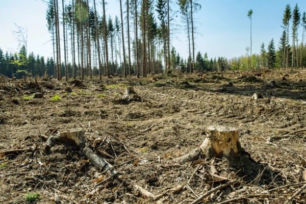 Co ohrožuje české lesy a snižuje jejich cenu? Kůrovec, sucho i zvěř