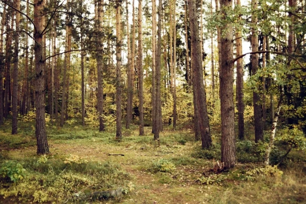 Novela lesního zákona: krok vstříc vlastníkům lesů